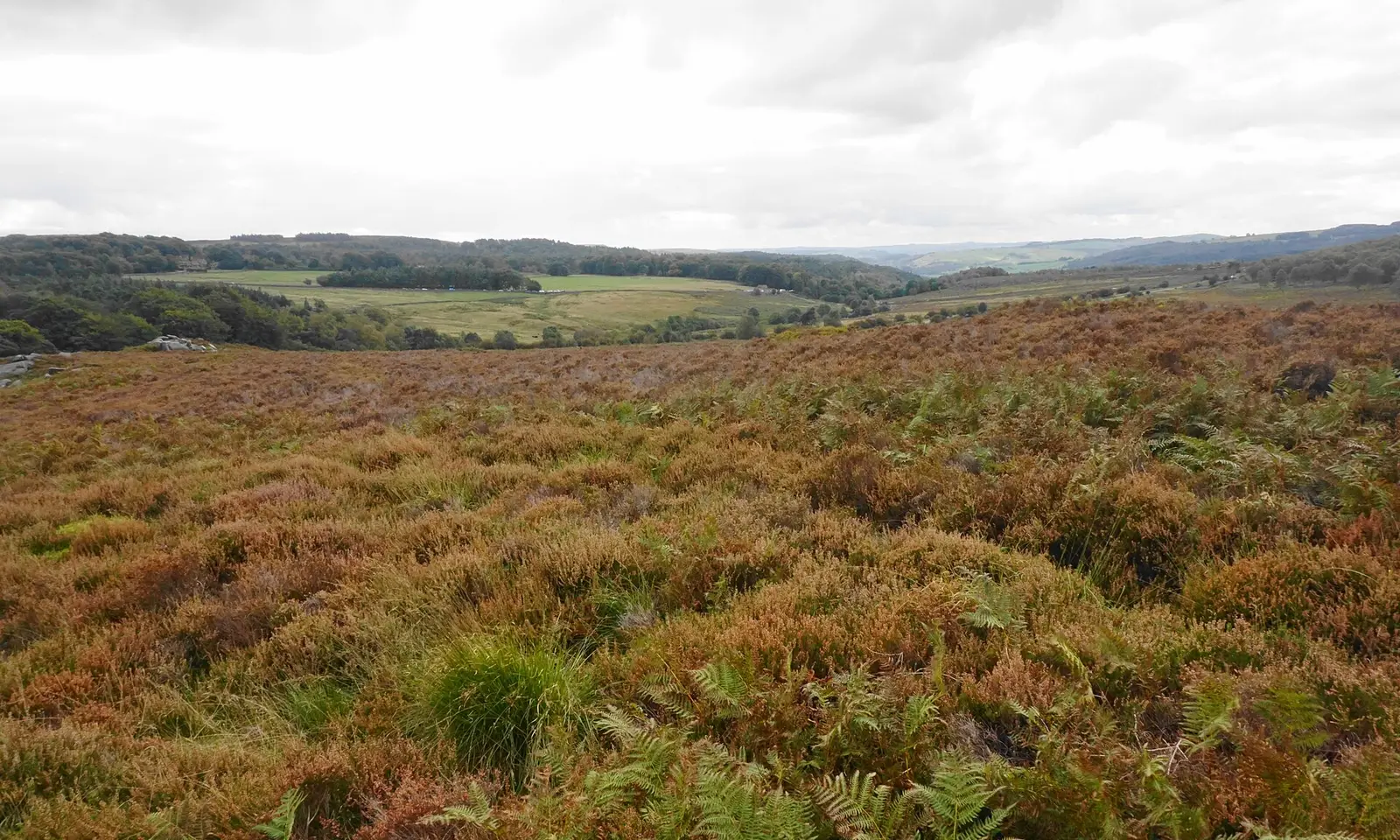 Heather moorland above Padley Gorge in the Peak District, under a grey sky